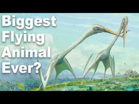 What Was The Biggest Flying Animal Ever?