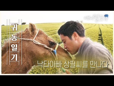 [풀버전] 제주로 넝쿨째 굴러온 가족🐫, 낙타아빠 상필씨의 귀농일기🍀 ㅣ KBS 인간극장 2016 방송