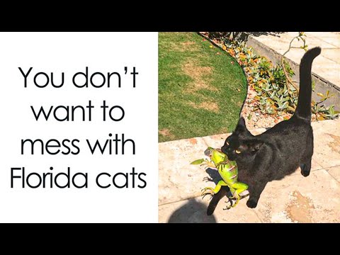 Can’t Think of a Better Way to Spend Your Day? Cat Memes Await