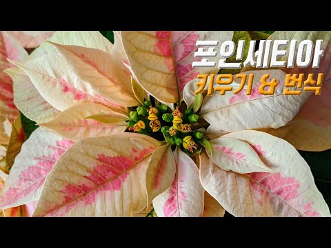 포인세티아 키우기 🍁 포인세티아 삽목 번식 🌸 poinsettia care 겨울 추천 식물