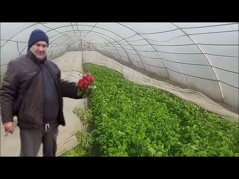 Редиска рання теплиці без ОПАЛЕННЯ. Від посіву до збору.
