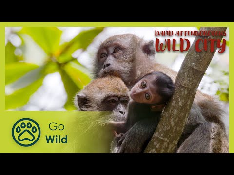 Islands| David Attenborough's Wild City 3/6 | Go Wild