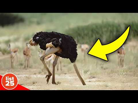 Dumbest Myths People Still Fall For Today