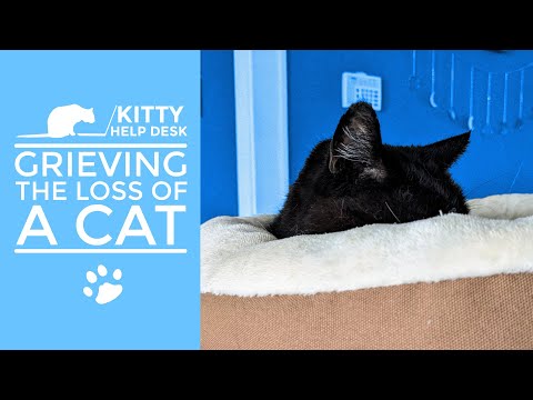 Grieving the Loss of a Cat