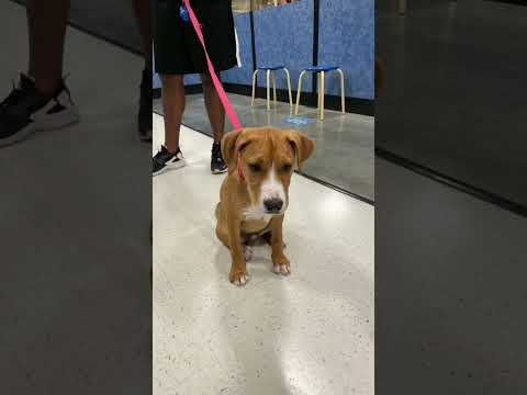 I love her with all my heart #shortsfeed #dog #puppy #shorts #rescuedog