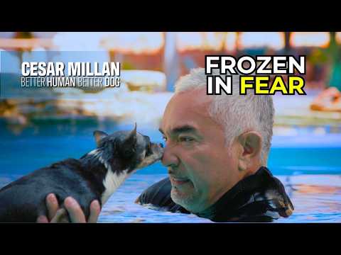 This Dog Is Too Scared to Move or Eat | Better Human Better Dog | S02E3