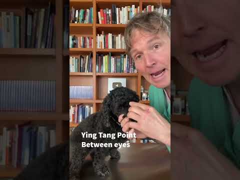 Dog with Anxiety: Simple and Effective Acupressure Point #shorts