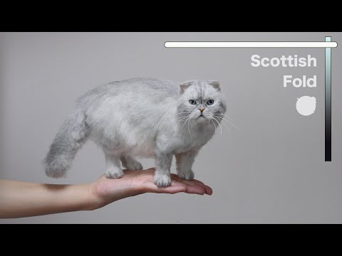 "Scottish Fold" The process of making with wool felt