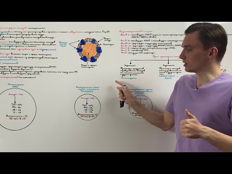 Липопротеины: строение, классификация и функции.
