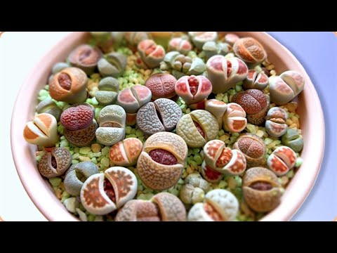 Литопсы меняют листья/Правильный Полив и Уход