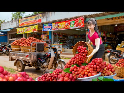 TIMELAPSE -- Harvest 1000+ Red Rambai Fruit, Use 3-Wheeled Truck Red Rambai Fruit, Go to Market Sell