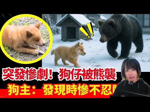 【日本熊患未停過🚨】突發慘劇！1歲狗仔被熊襲！熊襲300隻比內雞！獵人誤射另一位獵人賠過千萬？2025年漢字係熊？日本新聞報導 #熊出沒 #廣東話 #日本新聞 #突發 #廣東話 #粵語 #日本 #柴犬
