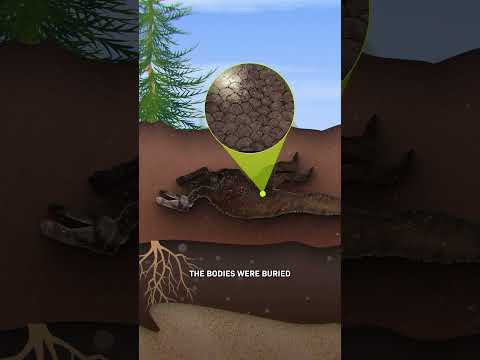 Dinosaur Mummies Are Real