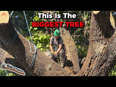 Okay THIS is seriously the BIGGEST SYCAMORE I've EVER REMOVED!!