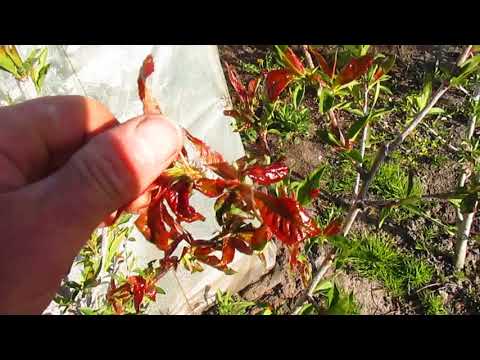 Персик, абрикос, черешня.  Решение весенних проблем.