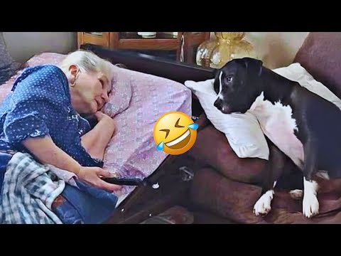 I dare you not to LAUGH at these FUNNY DOGS 😁🦮 - Best Funny Animals Videos 2024&2025 #25