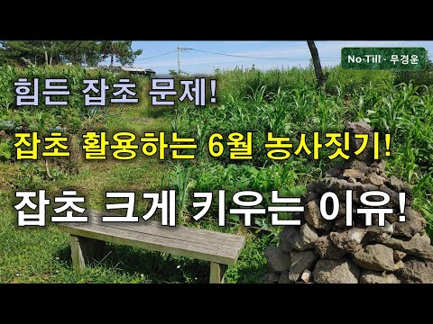 힘든 잡초 문제!  많은 뿌리와 긴 뿌리 작물 만드는 잡초로 편하게 농사짓기