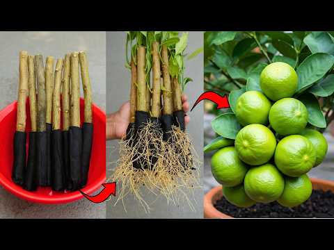 🌿Grow Lemon Tree Faster with These Pro Tips! Best Ideas for Propagate Lemon Tree!