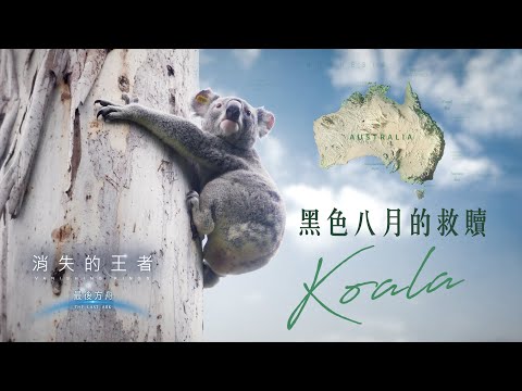 《消失的王者：最後方舟》_黑色八月的救贖_4K SDR_2050年恐滅絕，搶救無尾熊世紀大作戰｜《聚焦全世界》第57期｜Vanishing Kings : The Last Ark #3 ｜舒夢蘭