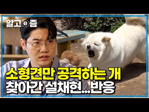 소형견만 보면 돌변하는 진상이, 설쌤도 당황한 이유｜세상에 나쁜 개는 없다｜알고e즘