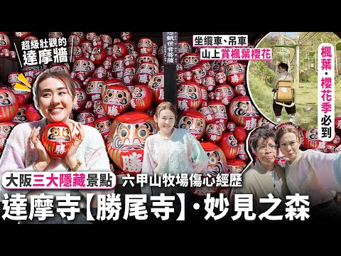 ✧ 大阪三大隱藏景點 ✧ 避遊客打卡秘景推介✨超多達摩勝尾寺 ⛩️ 期待7年重遊六甲山牧場 🐮 竟然因為❌❌失望而回🥺 妙見之森 🌸 楓葉 櫻花季 必到🍁【大阪京都 2023 #2｜智將情侶】