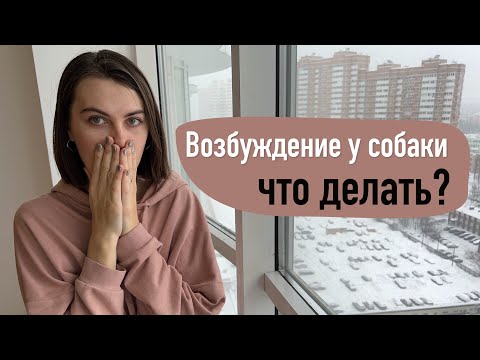 Возбуждение у собаки! Как такую воспитывать?