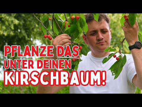 🍒 Plant THIS under your cherry tree - the Cherry Tree Guild