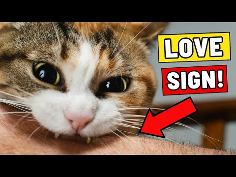 11 Signs Your Cat Sees You as Their Parent