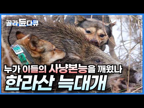 타고난 사냥본능으로 한라산을 지키는 최고의 사냥개, 제주견ㅣ한라산 보호수종을 파괴하고 농가까지 피해를 입히는 야생 멧돼지ㅣ죽는 순간까지 충성하는 제주 토종견ㅣ다큐프라임ㅣ#골라듄다큐