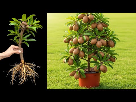 How To Grow Sapodilla & Lemon Tree from Cutting with These Pro Tips