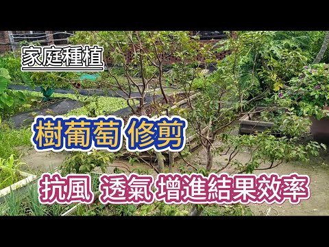 [家庭種植]08_8 樹葡萄修剪 促進開花結果?
