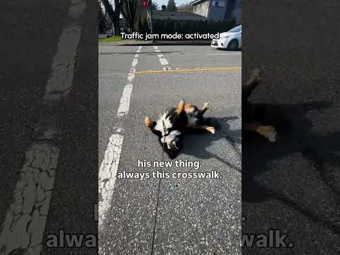 This dog is a PRO rage baiter 😂 He gets the cars & his mom at once 😤💥