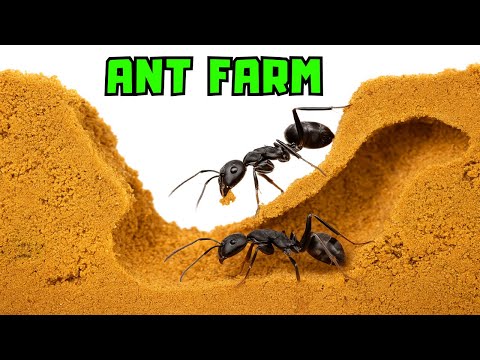 My Ants are Digging Tunnels And It is Oddly Fascinating