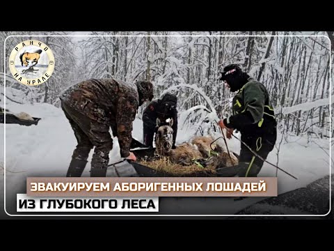Продолжаем поиски Башкирских лошадей | Вывозим из лесу маленьких жеребят | Деревенские будни