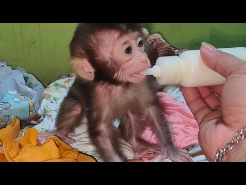 Giving milk to a baby monkey living alone