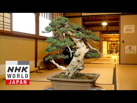 Bonsai: Harmonious Beauty and Eternal Life - Core Kyoto