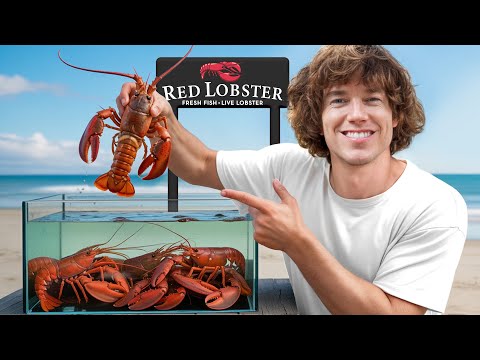 I Bought A Lobster Just To Set It Free!