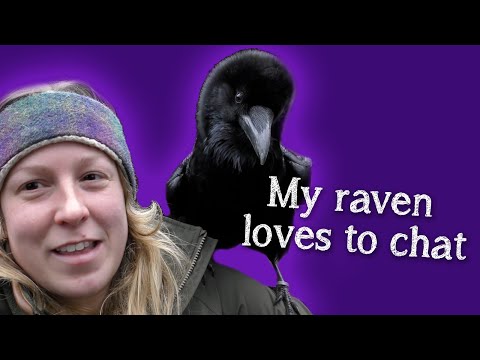 Fable the Raven | Did you know Ravens can talk?!