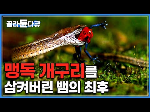The Last of the Snake Who Swallows Frogs With Deadly Poison That Kills Humans│#EBSdocumentary│#골라듄다큐