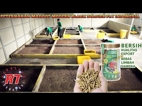 MODERN BLACK SOLDIER FLY MAGGOT FARMING AS ANIMAL AND HUMAN FEED