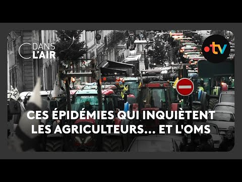 Ces épidémies qui inquiètent les agriculteurs... et l'OMS