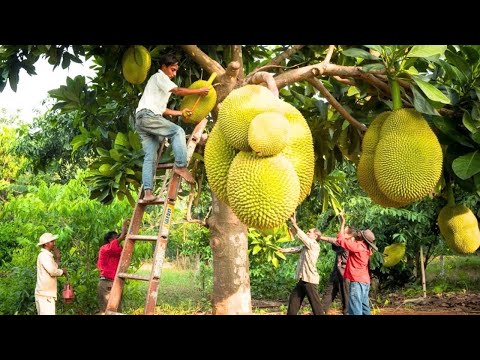 Top 20 exotische und seltene Früchte – Die musst du einmal im Leben probiert haben!