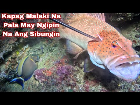 Ep 654 dive 2 kapag Malaki Na Pala May ngipin Na Ang sibungin night spearfishing Philippines 