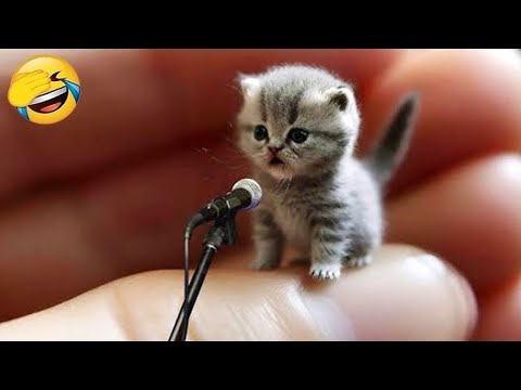 Funniest Dogs and Cats Ever Recorded
