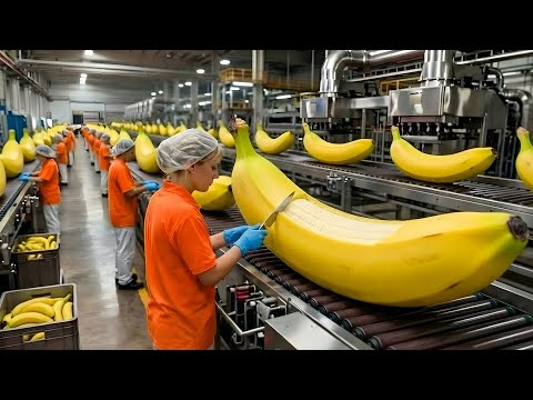 How They Harvest Bananas for Dried Snacks & Cakes: Inside a Banana Factory (Full Process)