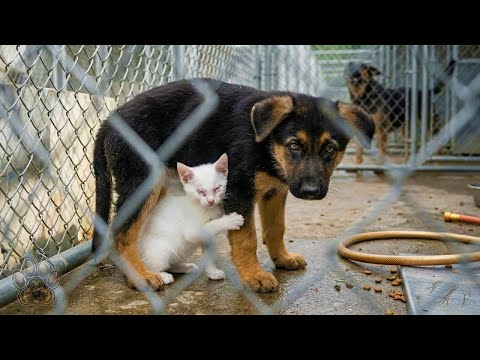 Blind Kitten Clings to Shepherd Puppy – Shelter Gives Them 48 Hours Together