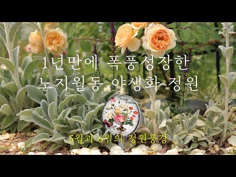 1년만에 폭풍 성장한 노지월동 야생화! 5월과 6월의 늘봄네 정원풍경