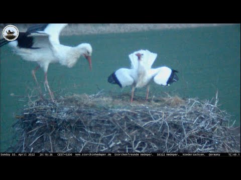 03. April 2022: Storchennest Hedeper: Pepe hat sein Weibchen wieder zu Hause