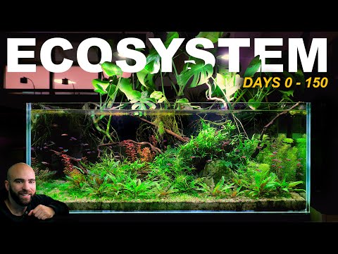How To Make A ZERO Maintenance ECOSYSTEM Aquarium (FULL BUILD)