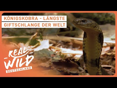 2+ Stunden giftige Tiere | Doku zum Einschlafen
